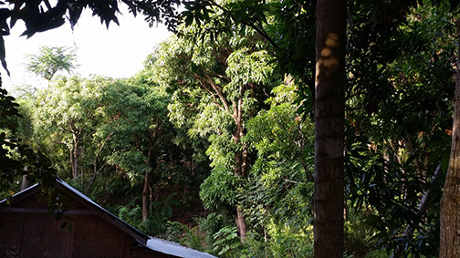 Arbres fruitiers et forestiers à Palmiste-à-Vin