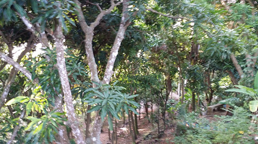 Périmètre recouvert d'arbres fruitiers à Palmiste-à-Vin