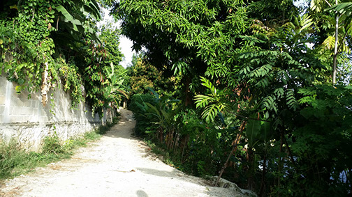 Arbres fruitiers plantés par les PFST à Palmiste-à-Vin