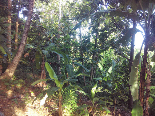 Champ d'arbres fruitiers et de vivres  à Palmiste-Vin