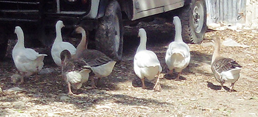 %_tempFileNameDes%20oies%20dans%20la%20basse-cour%20des%20PFST%