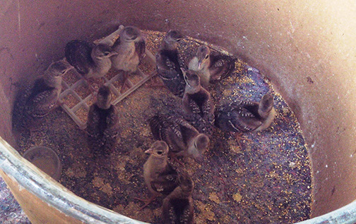 Des canetons, peu de jour après leur éclosion