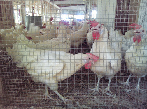 Des poulets de chair à Rivière Froide