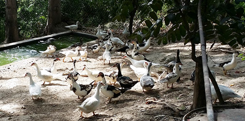 Elevage de canards à Rivière Froide