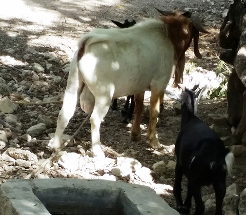 L' élevage caprin de race améliorée