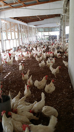 Poulailler à Rivière Froide