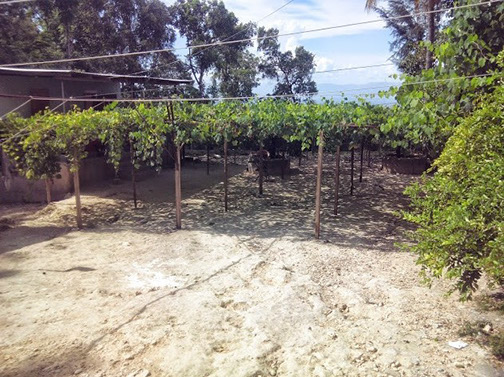 Une vignerie chez les PFST à Rivière Froide