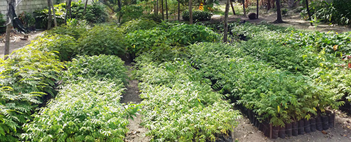 %_tempFileNamePlantules%20d'arbres%20fruitiers%20et%20forestiers%