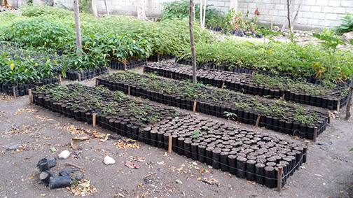 Pépinières pour abres fruitiers et forestiers