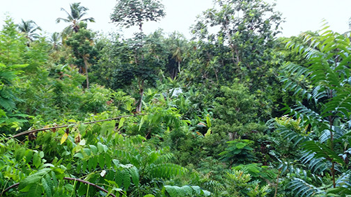 Périmètre reboisé à Port-Salut