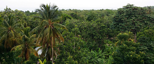 Zone récouverte d'arbres fruitiers et forestiers